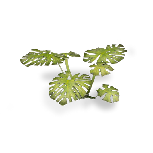 Monstera Laser Plants