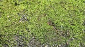 AK Interactive Moss Texture - 100ml (Foam)