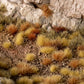 Dry Steppe Wild Tufts Set