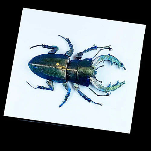 Turbo Dork Paints: Scarab