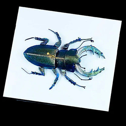 Turbo Dork Paints: Scarab