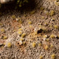 Tiny Beige 2mm Wild Tufts