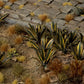 Agave Laser Plants