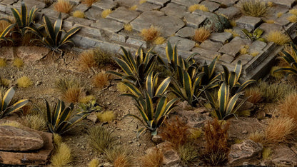 Agave Laser Plants