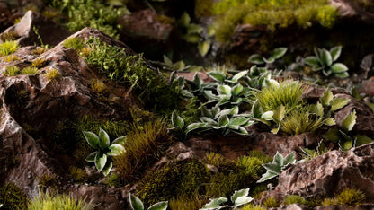 Plantain Lily Laser Plants