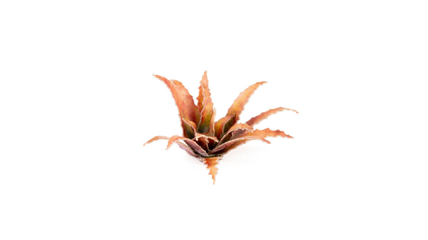 Gamers Grass - Red Aloe