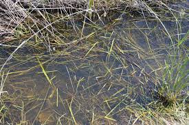 AK Interactive Still Water - 250ml (Acrylic)