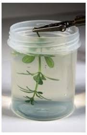 AK Interactive - Leaves And Plants Neutral Protection - 250ml